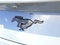 2025 Ford Mustang Premium